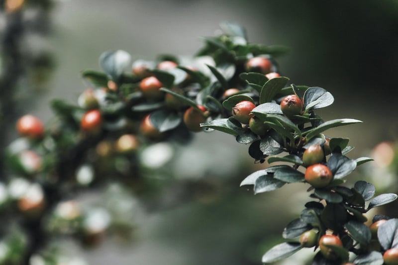 Spellbound shrubs